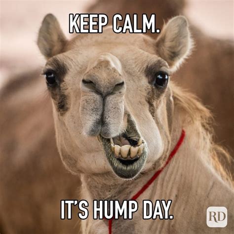 sexy hump day|25 Hump Day Memes That Make Wednesdays .